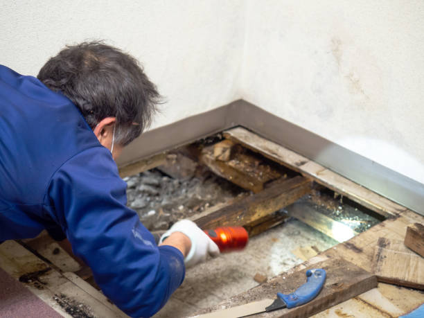 Best Mold Testing and Removal  in Covington, WA