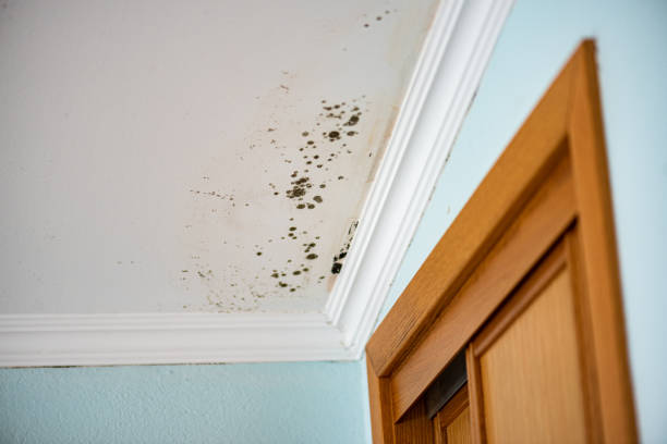 Professional Mold Removal in Covington, WA