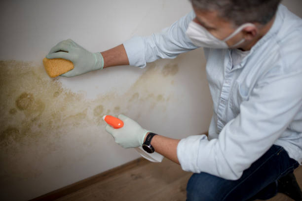 Best Mold Cleaning Services  in Covington, WA