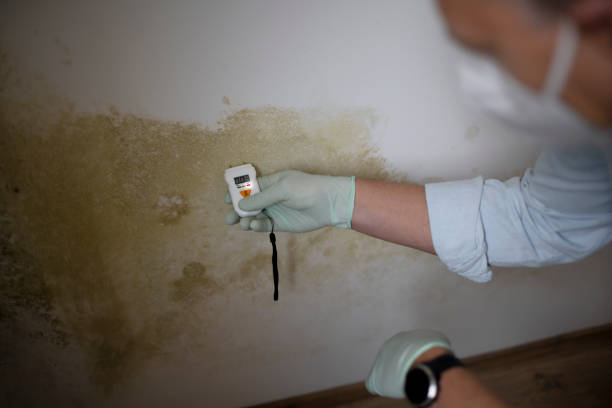 Best Professional Mold Removal  in Covington, WA