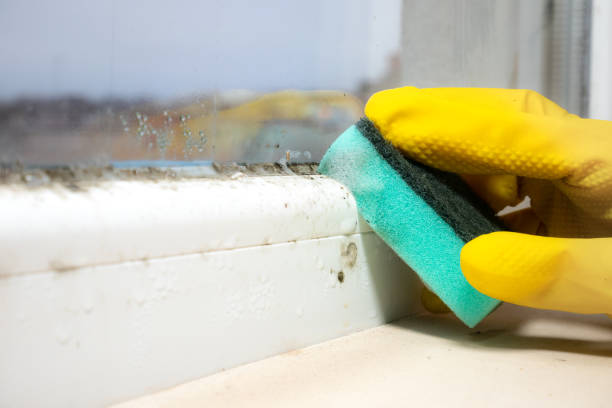 Best Certified Mold Removal  in Covington, WA
