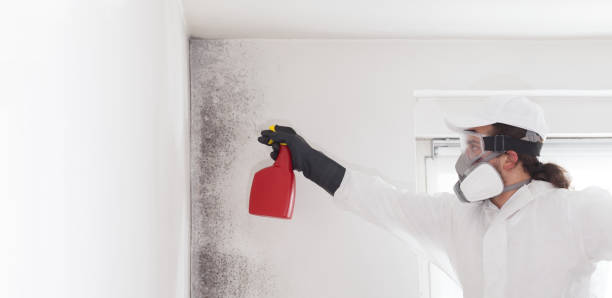 Best Commercial Mold Removal  in Covington, WA